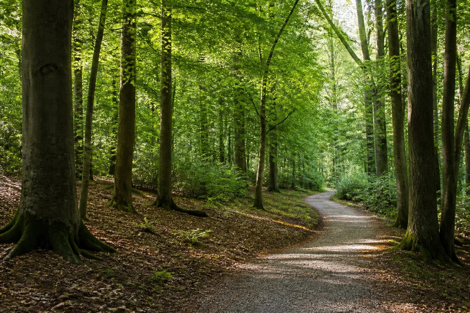 Sonnenbeschienener Waldweg als ruhiger Ort für eine FriedWald-Bestattung bei Bovenden